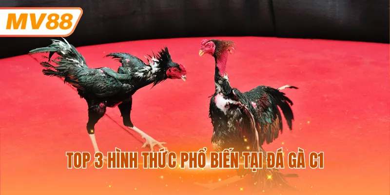 Top 3 hình thức phổ biến tại đá gà C1